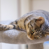 ウチの猫２（定期）