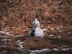 雪の日の記憶