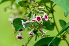 正に可憐な花　その２