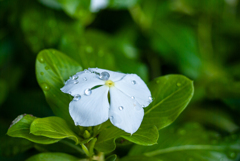 雨上がり