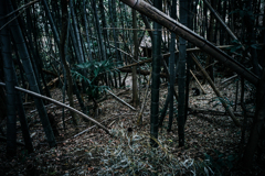 猫が居た