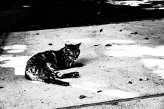 その時の猫