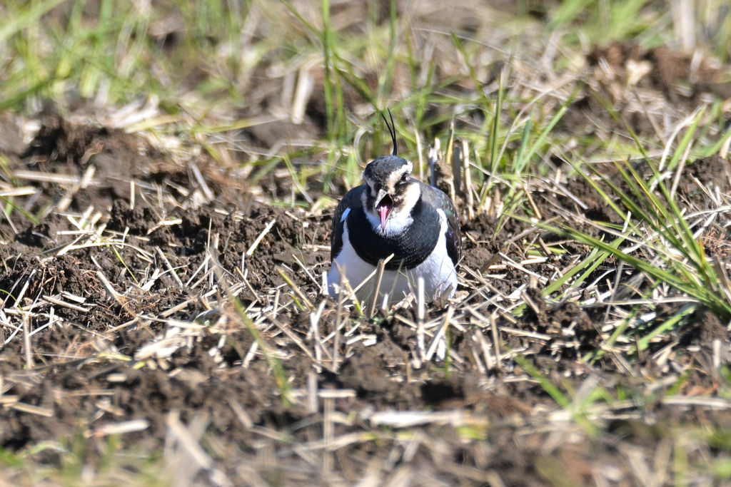 「アンタたちもヒマだね」