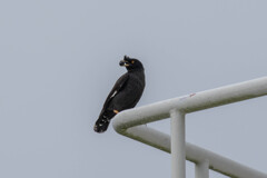 せっせとエサを運ぶハッカチョウの親