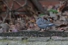 お初のクロジ♂
