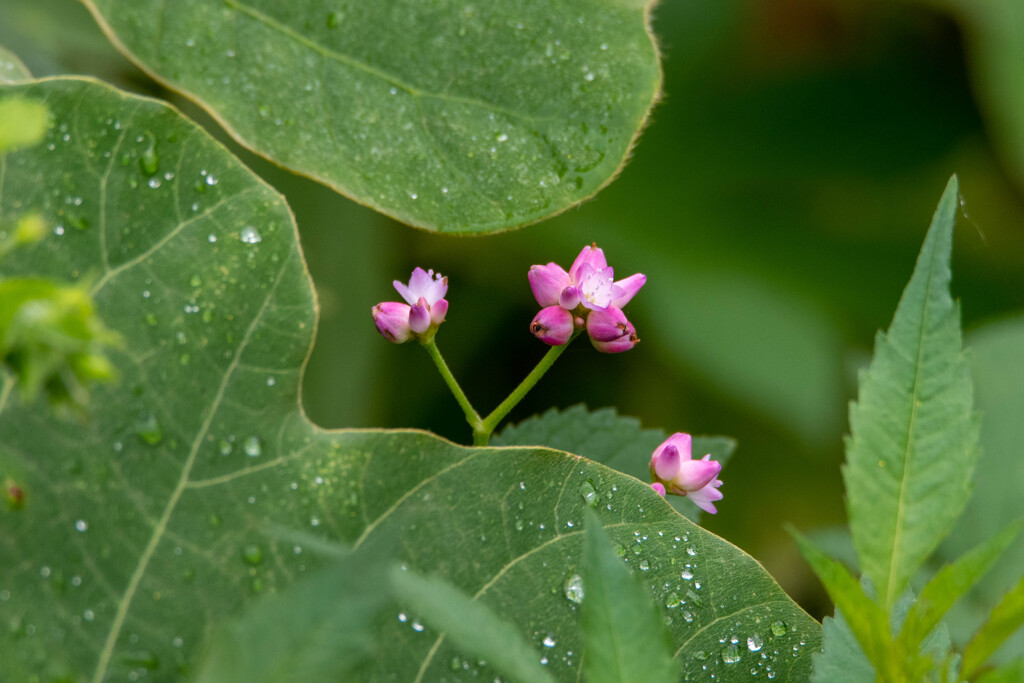 今日の花