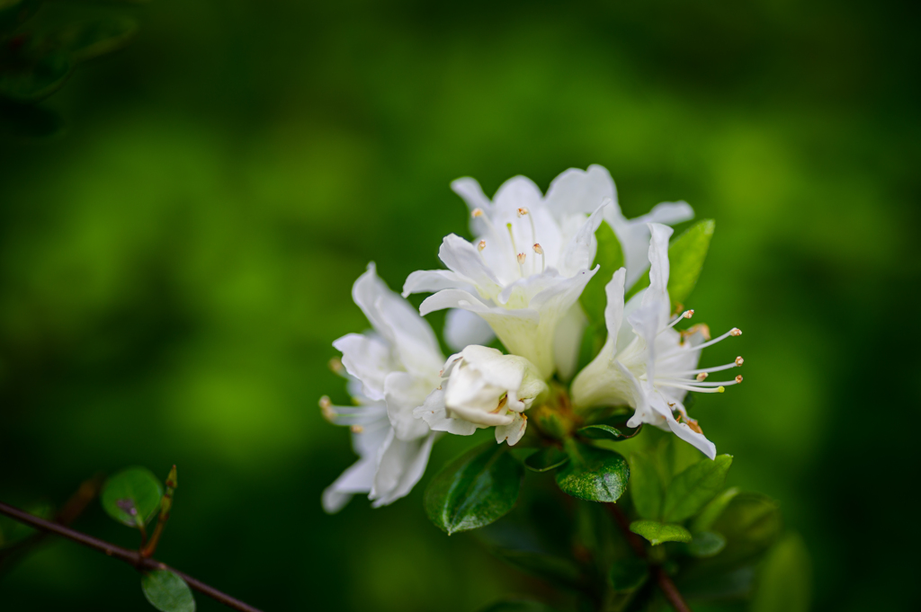 白花