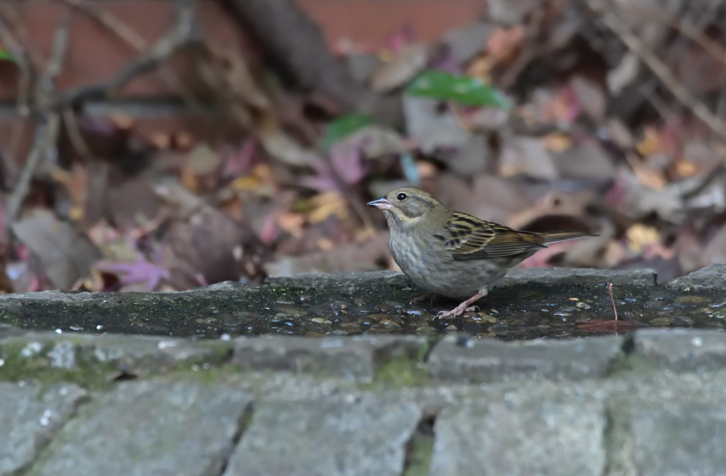 お初のクロジ♀