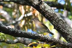 マミチャジナイに会えました。