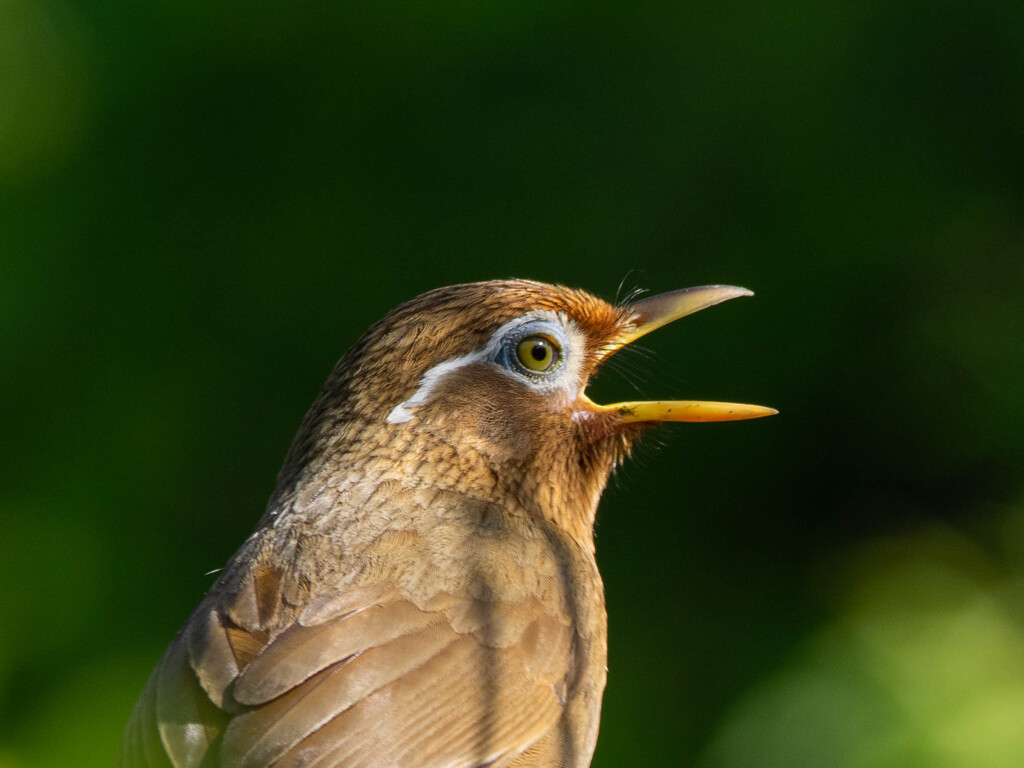騒がしくもあり