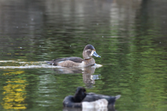 クビワキンクロ♀