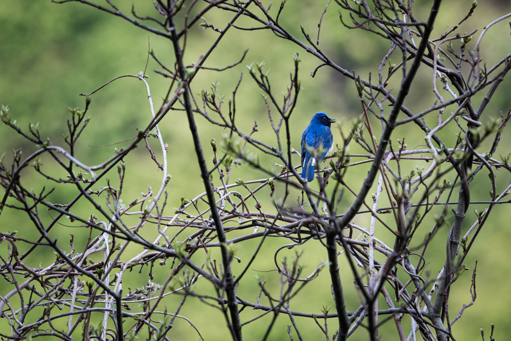 幸せの鳥が棲む山