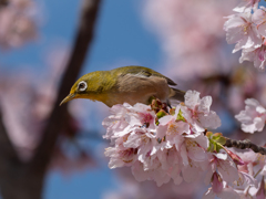 早咲き桜と