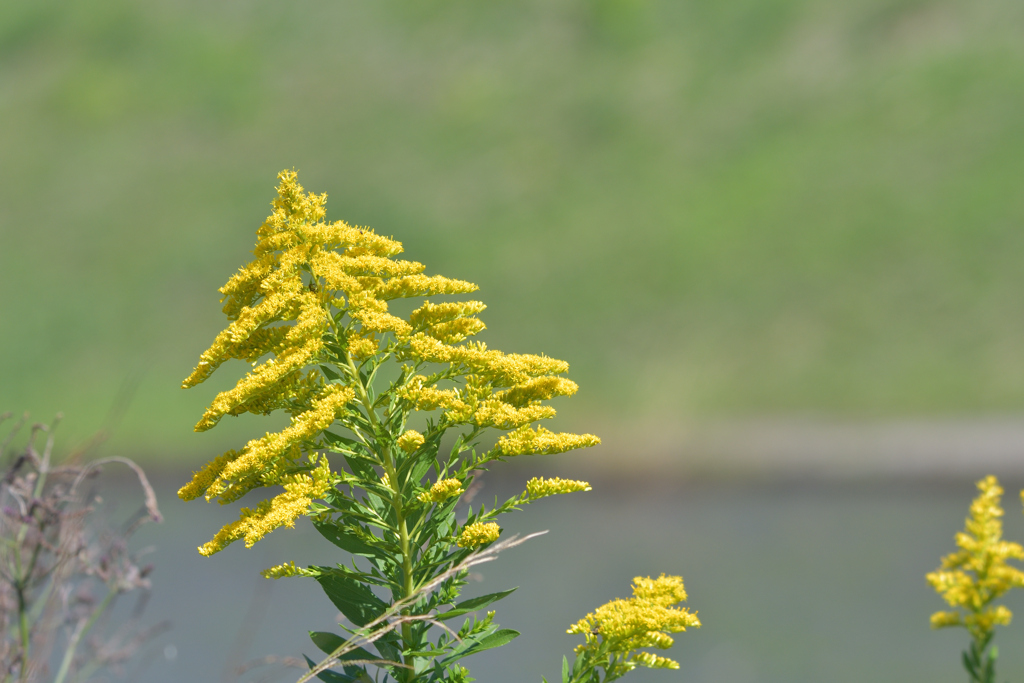 あわだつ草
