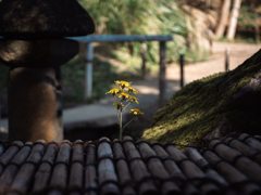 小さい秋を探しに