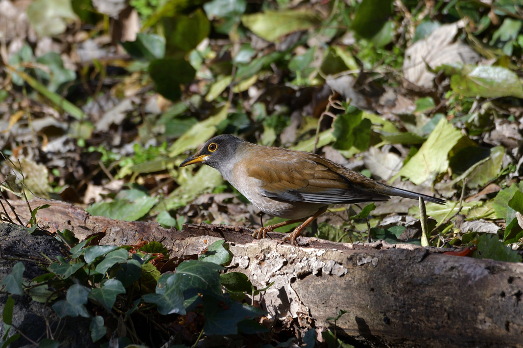シロハラにも地域性？
