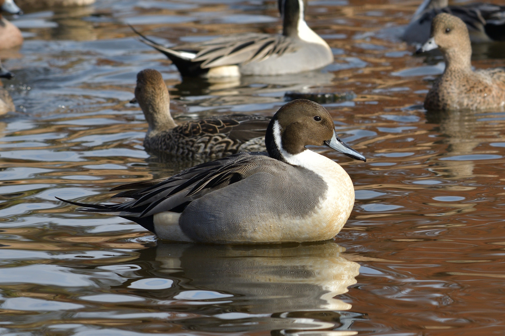 お初のオナガガモ