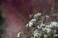 英国式庭園の片隅に