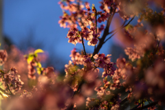 横浜緋桜