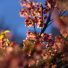 横浜緋桜