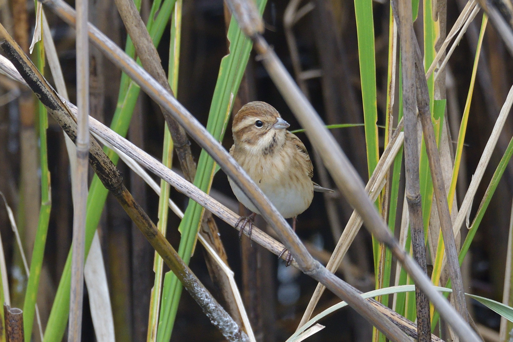 オオジュリンが来てました　(´▽｀)