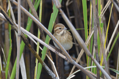 オオジュリンが来てました　(´▽｀)