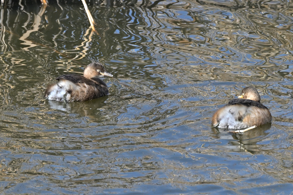もふもふ