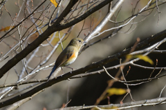 ルリビタキ♀２