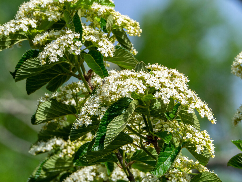 鳥撮りの合間に撮った花達３