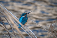 Ｂ　Ｌ　Ｕ　Ｅ