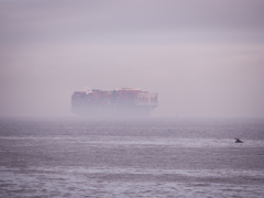 Foggy Morning