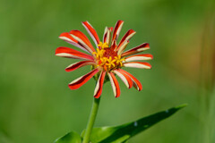夏っぽい花 その2 夏っぽい花 その2