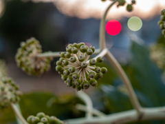 フォーサーズ・マクロレンズ試写