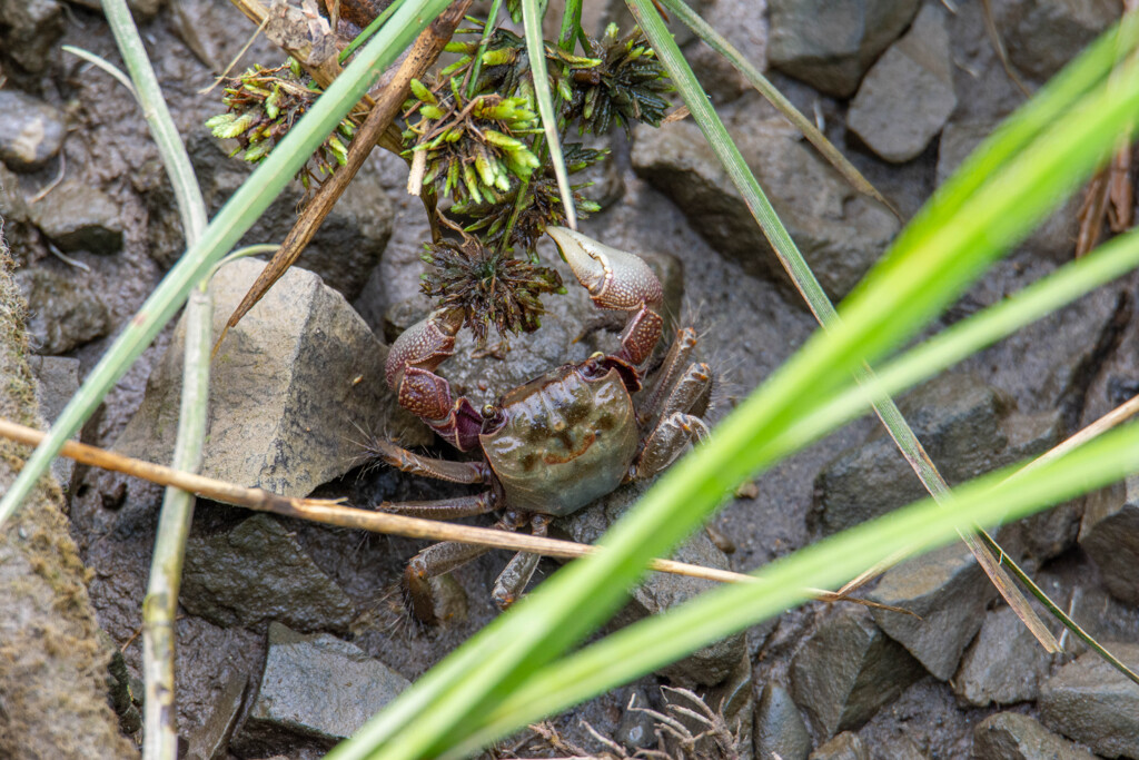 今日のカニ