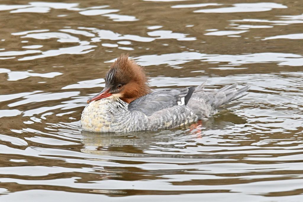 カワアイサ女子