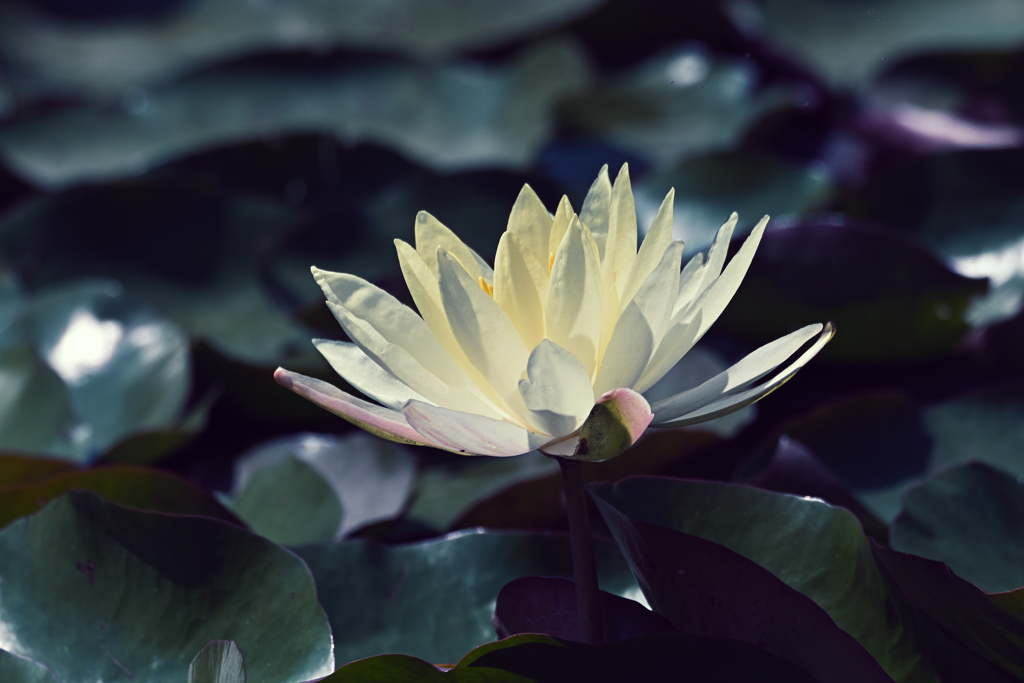 睡蓮