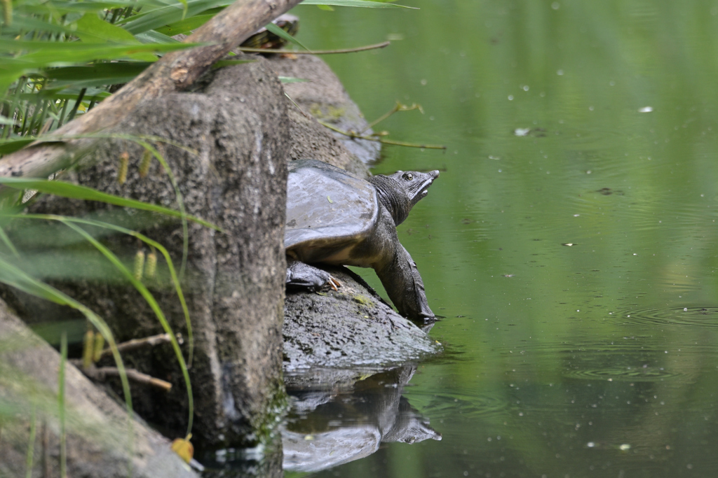 公園のスッポン
