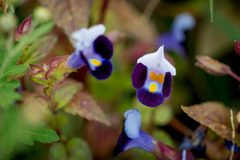 花壇の片隅