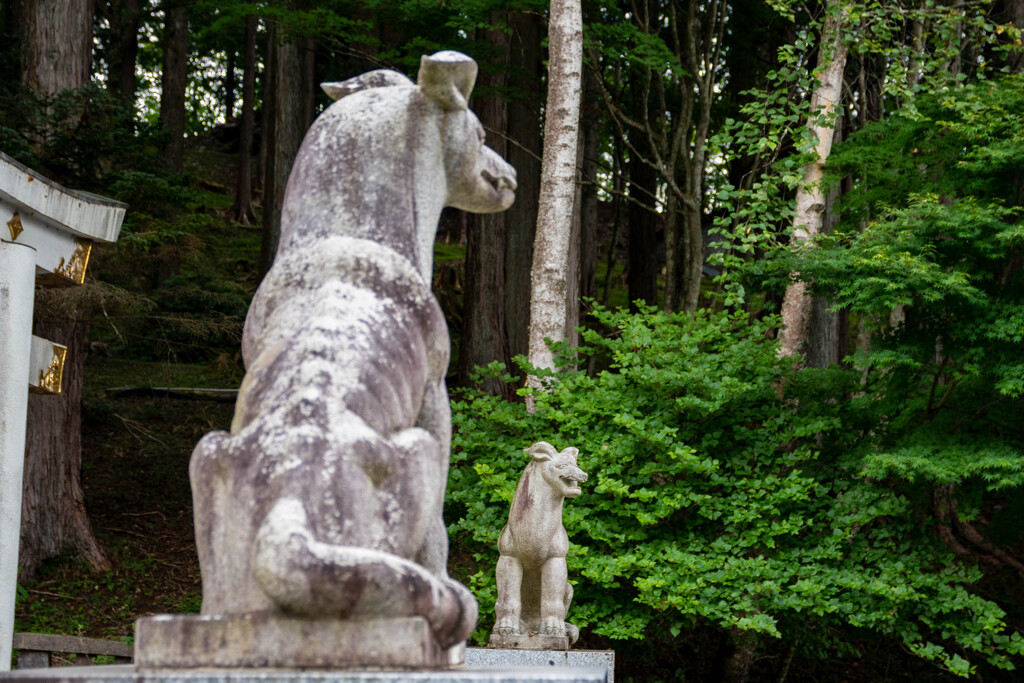 狛犬ならぬ狛狼