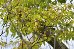 黄色い鳥は何を運ぶ？