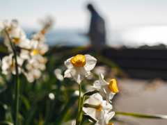 海辺の水仙