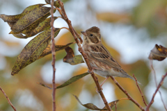 今朝のカシラダカ