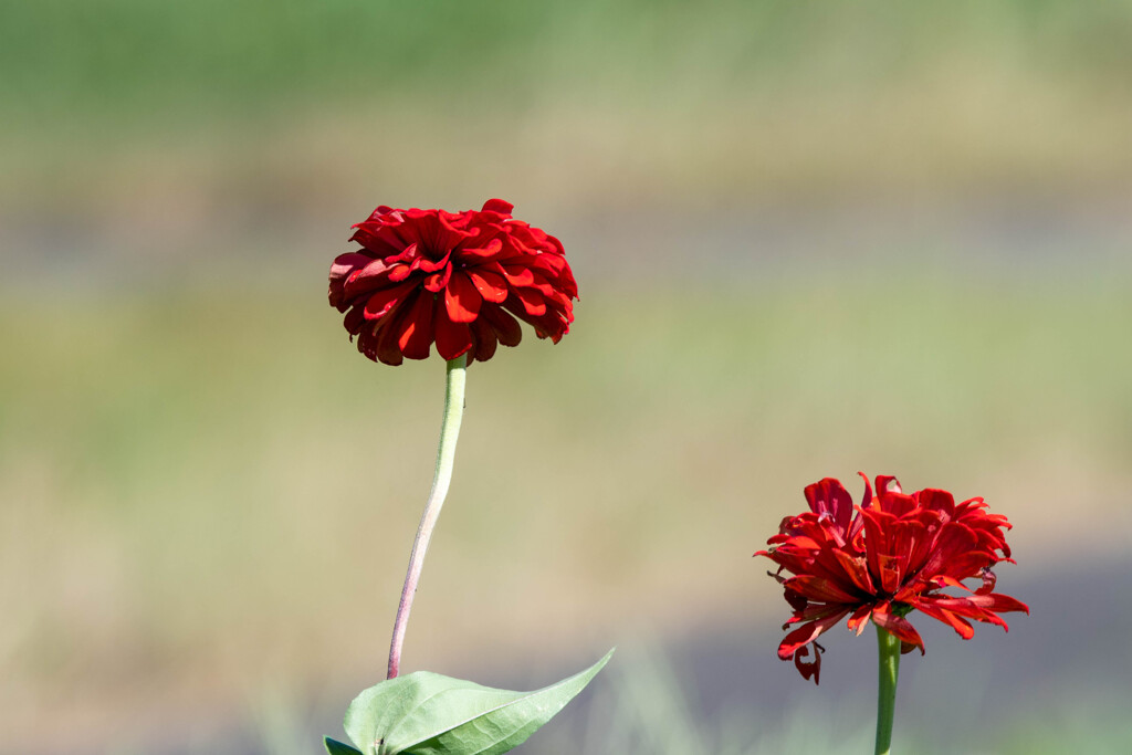 夏っぽい花　その３