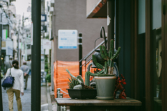 路地サボテン