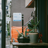 路地サボテン