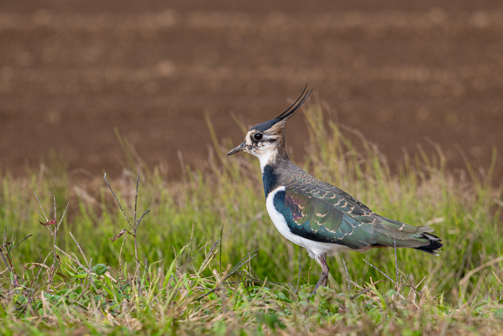 タゲリが居ましたよ