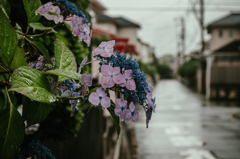 そぼ降る雨の徒々を