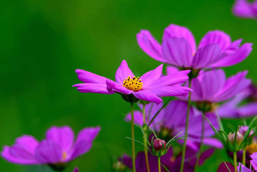 今日の花　その１