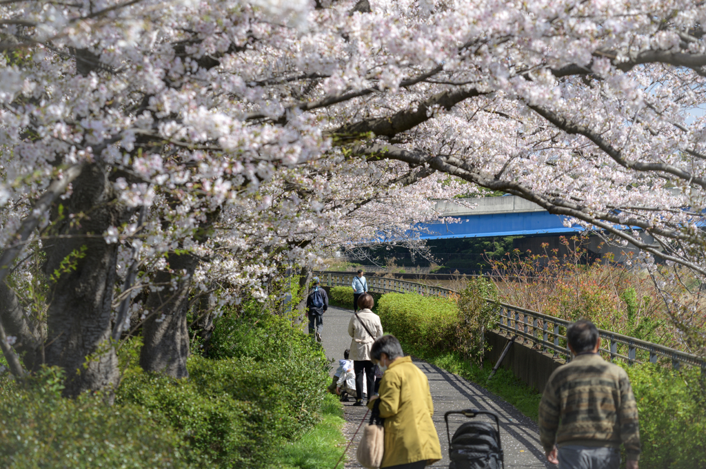 日常の春景色