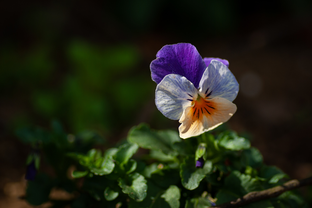 春の花壇と言えば